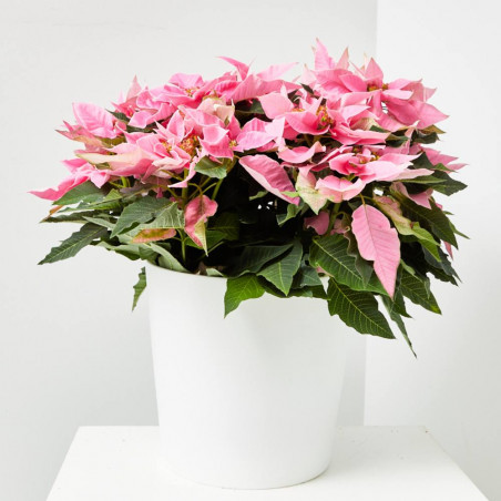 FLOR DE PASCUA POINSETTIA COLOR MACETA 23CM