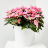 FLOR DE PASCUA POINSETTIA COLOR MACETA 23CM