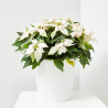 FLOR DE PASCUA POINSETTIA COLOR MACETA 23CM