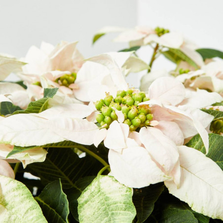 FLOR DE PASCUA POINSETTIA COLOR MACETA 23CM