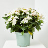 FLOR DE PASCUA POINSETTIA COLOR MACETA 23CM