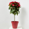 FLOR DE PASCUA POINSETTIA COPA MACETA 6 LITROS