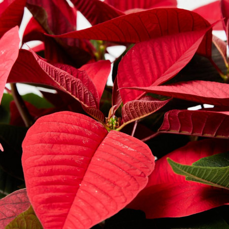FLOR DE PASCUA POINSETTIA COPA MACETA 6 LITROS