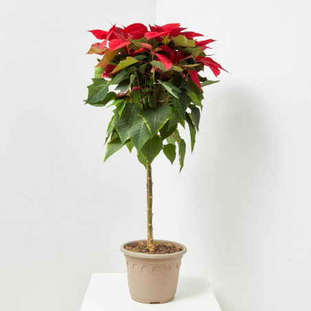 FLOR DE PASCUA POINSETTIA COPA MACETA 6 LITROS