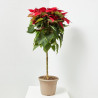 FLOR DE PASCUA POINSETTIA COPA MACETA 6 LITROS