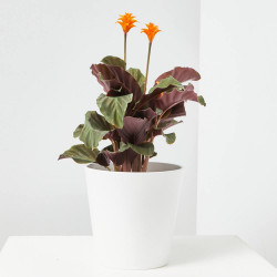 CALATHEA CROCATA MACETA 13CM