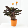 CALATHEA CROCATA MACETA 13CM
