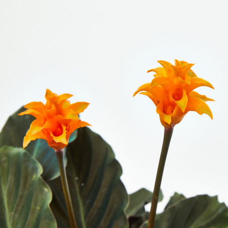 CALATHEA CROCATA MACETA 13CM