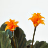 CALATHEA CROCATA MACETA 13CM