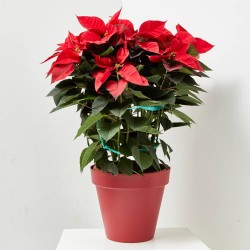 FLOR DE PASCUA POINSETTIA MACETA 28CM