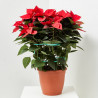 FLOR DE PASCUA POINSETTIA MACETA 28CM