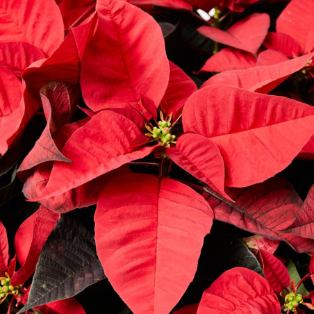 FLOR DE PASCUA POINSETTIA MACETA 28CM