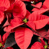 FLOR DE PASCUA POINSETTIA MACETA 28CM