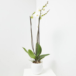 ORQUÍDEA PHALAENOPSIS BLANCA GRANDIFLORA