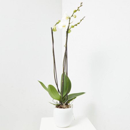 ORQUÍDEA PHALAENOPSIS BLANCA GRANDIFLORA