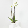 ORQUÍDEA PHALAENOPSIS BLANCA GRANDIFLORA