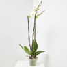 ORQUÍDEA PHALAENOPSIS BLANCA GRANDIFLORA