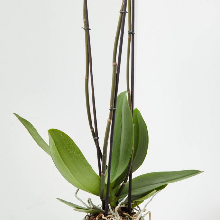 ORQUÍDEA PHALAENOPSIS BLANCA GRANDIFLORA