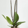 ORQUÍDEA PHALAENOPSIS BLANCA GRANDIFLORA