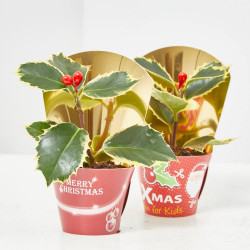 MINI ACEBO VERDE Y BLANCO CON FRUTO Y ENVOLTORIO MACETA 6CM