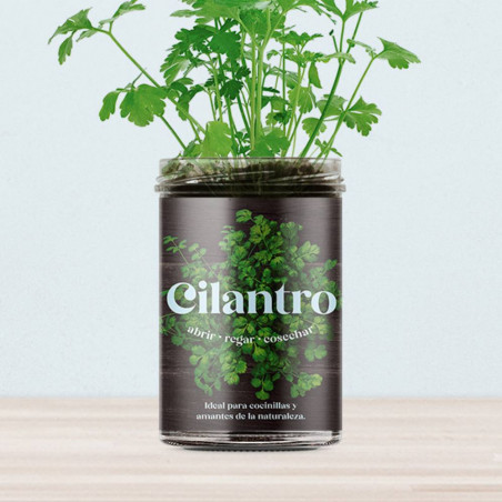 KIT HUERTO CILANTRO