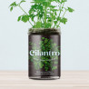 KIT HUERTO CILANTRO