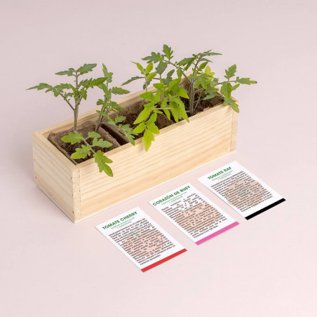 MINI HUERTO TOMATES
