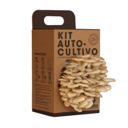 KIT SETAS AUTOCULTIVO