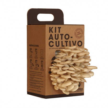 KIT SETAS AUTOCULTIVO