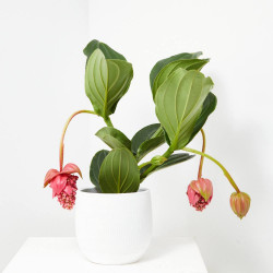 MEDINILLA MAGNIFICA FLAMENCO MACETA 17CM