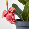 MEDINILLA MAGNIFICA FLAMENCO MACETA 17CM