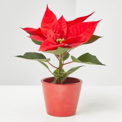 FLOR DE PASCUA POINSETTIA MACETA 7CM