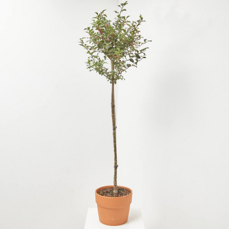 ACEBO FORMA DE  COPA MACETA 7.5 LITROS