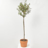 ACEBO FORMA DE  COPA MACETA 7.5 LITROS