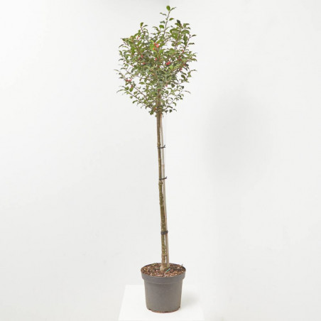 ACEBO FORMA DE  COPA MACETA 7.5 LITROS