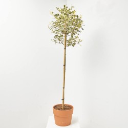 ACEBO VARIEGADO FORMA DE  COPA MACETA 7.5 LITROS