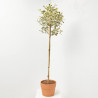 ACEBO VARIEGADO FORMA DE  COPA MACETA 7.5 LITROS
