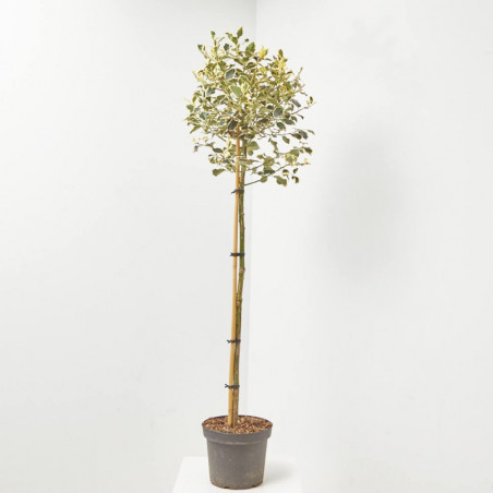 ACEBO VARIEGADO FORMA DE  COPA MACETA 7.5 LITROS