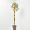 ACEBO VARIEGADO FORMA DE  COPA MACETA 7.5 LITROS