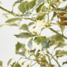 ACEBO VARIEGADO FORMA DE  COPA MACETA 7.5 LITROS