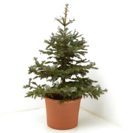 PICEA PUNGENS BLUE DIAMOND 125/150CM