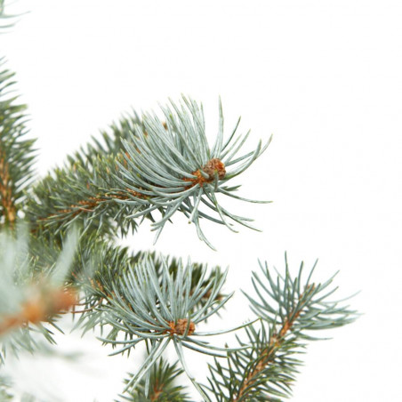 PICEA PUNGENS BLUE DIAMOND 125/150CM