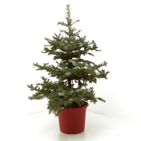 PICEA PUNGENS BLUE DIAMOND 125/150CM