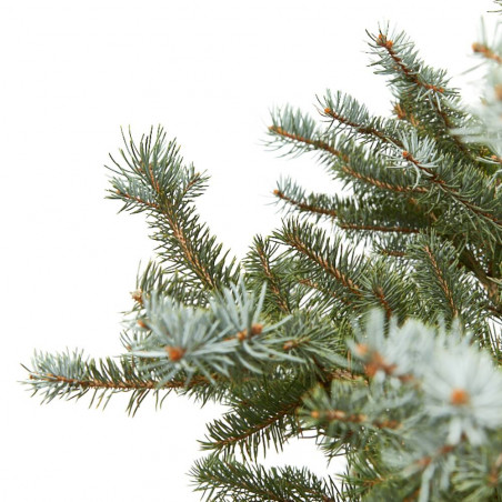 PICEA PUNGENS BLUE DIAMOND 125/150CM