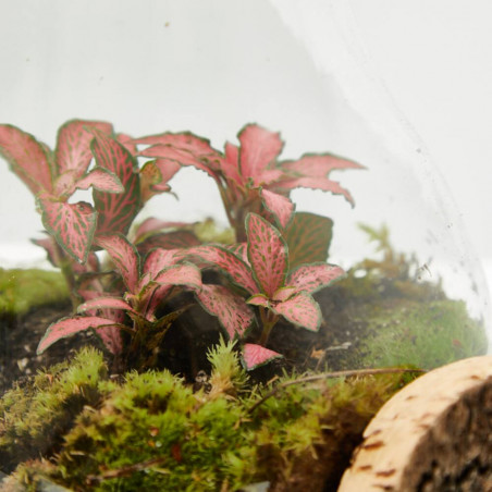 TERRARIO NATURAL FITONIA D16XH19CM
