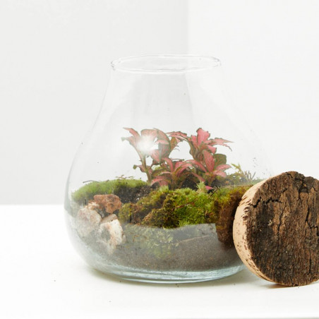 TERRARIO NATURAL FITONIA D16XH19CM