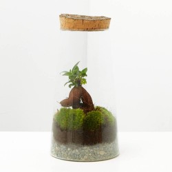 TERRARIO NATURAL FICUS D15XH30CM