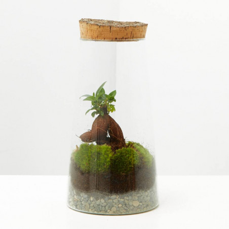 TERRARIO NATURAL FICUS D15XH30CM