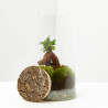 TERRARIO NATURAL FICUS D15XH30CM
