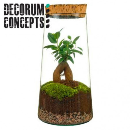 TERRARIO NATURAL FICUS D15XH30CM